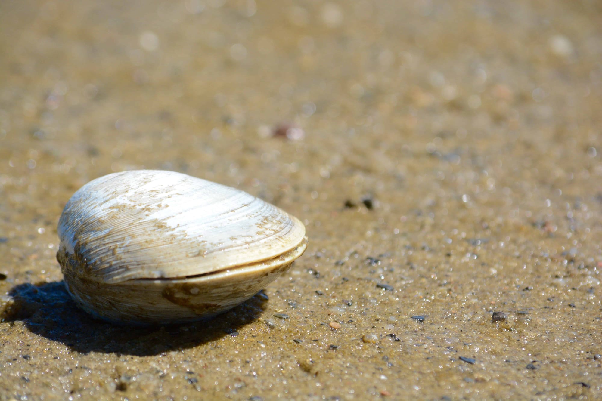 Clamboxd