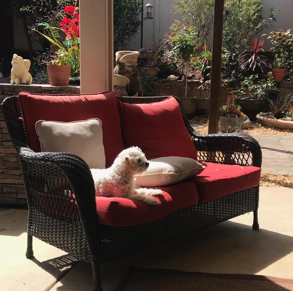 About My Dog and the Weekend